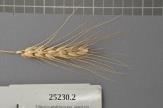 Click for 1 image(s) for this accession. Spike